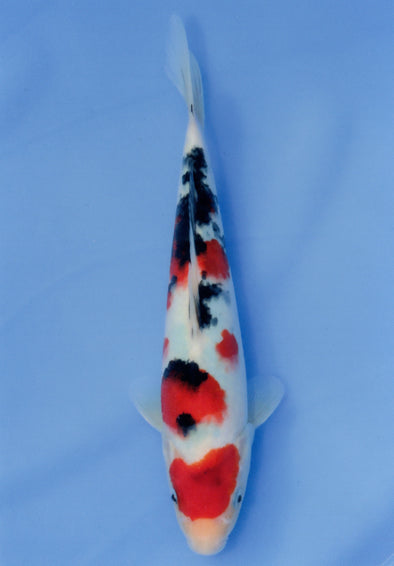 MARUDO JUMBO TOSAI 12"-14" CERTIFICATE KOI #12