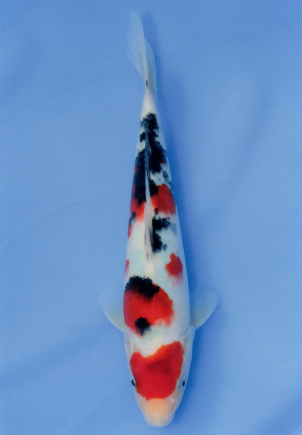 MARUDO JUMBO TOSAI 12"-14" CERTIFICATE KOI #12