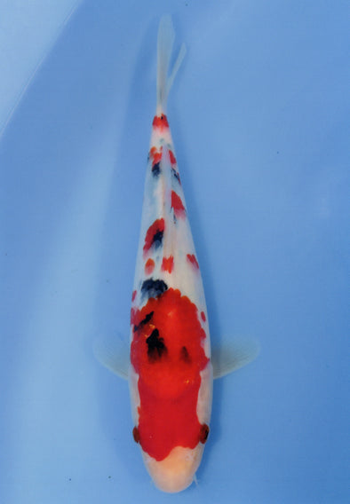 MARUDO JUMBO TOSAI 10"-12" CERTIFICATE KOI #14