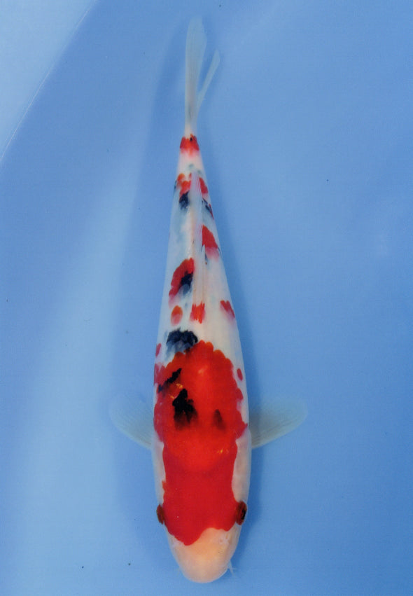 MARUDO JUMBO TOSAI 10"-12" CERTIFICATE KOI #14