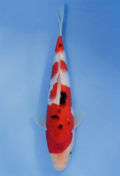 MARUDO JUMBO TOSAI 10"-12" CERTIFICATE KOI #13