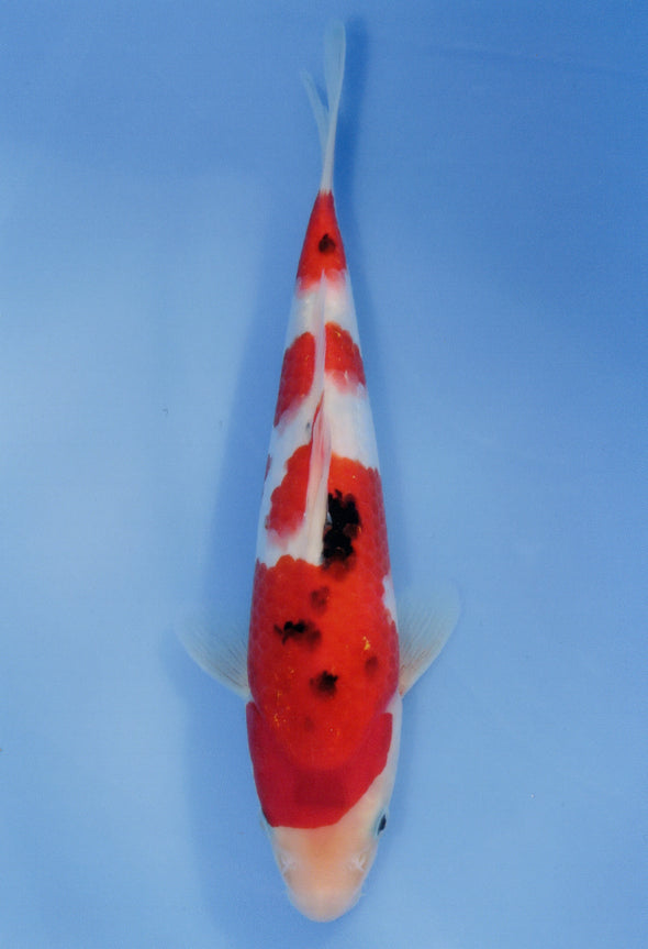 MARUDO JUMBO TOSAI 10"-12" CERTIFICATE KOI #13