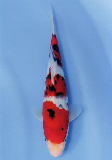 MARUDO JUMBO TOSAI 10"-12" CERTIFICATE KOI #15