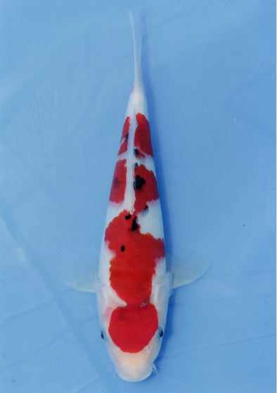 MARUDO JUMBO TOSAI 10"-12" CERTIFICATE KOI #16