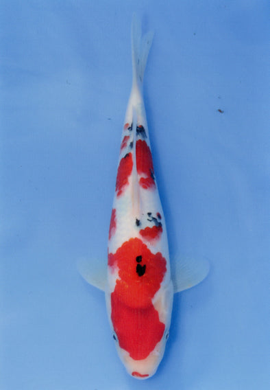 MARUDO JUMBO TOSAI 12"-14" CERTIFICATE KOI #24