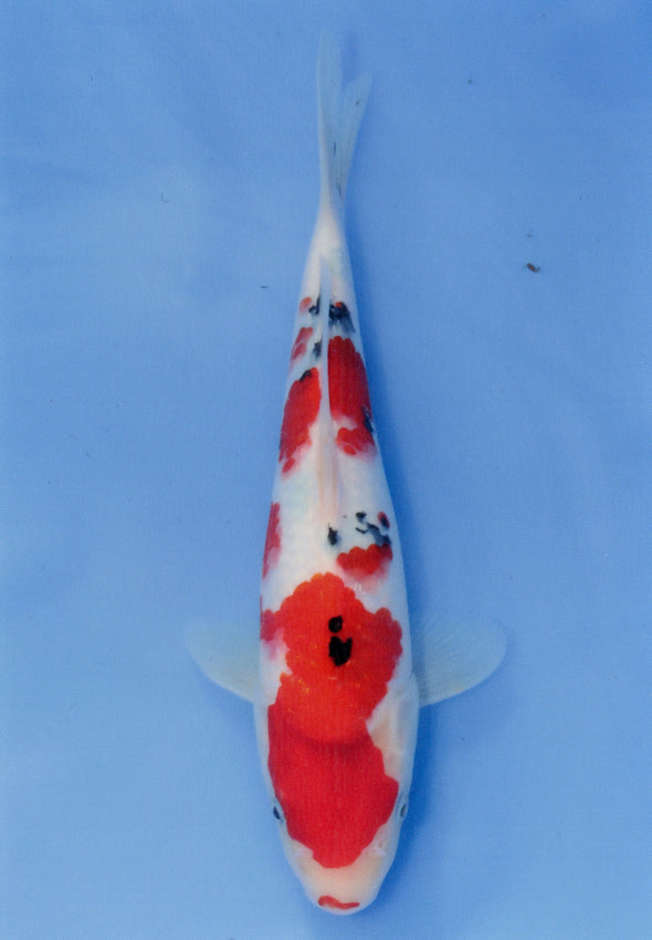 MARUDO JUMBO TOSAI 12"-14" CERTIFICATE KOI #24