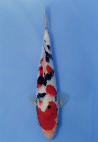 MARUDO JUMBO TOSAI 10"-12" CERTIFICATE KOI #25