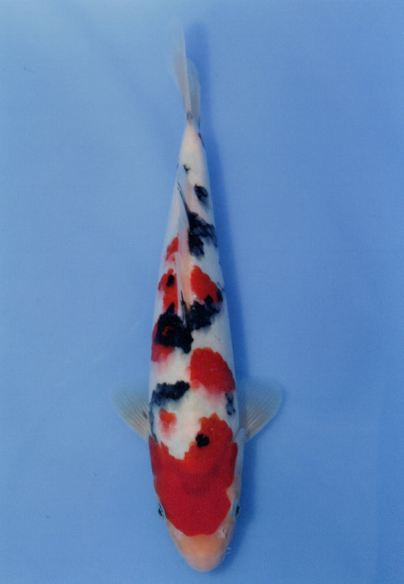 MARUDO JUMBO TOSAI 10"-12" CERTIFICATE KOI #25