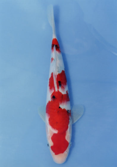 MARUDO JUMBO TOSAI 12"-14" CERTIFICATE KOI #26