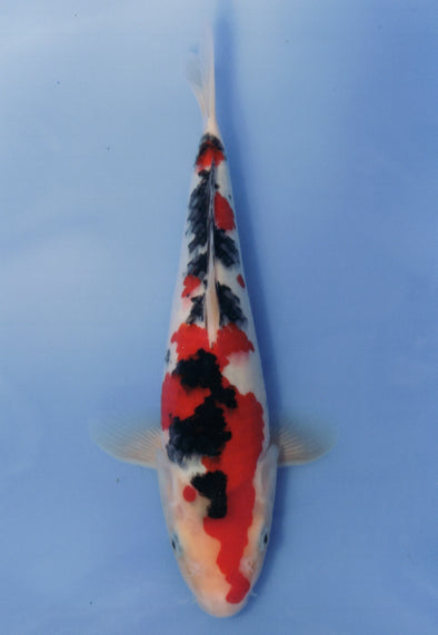 MARUDO JUMBO TOSAI 10"-12" CERTIFICATE KOI #27