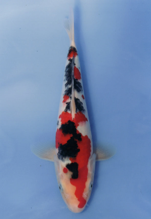 MARUDO JUMBO TOSAI 10"-12" CERTIFICATE KOI #27