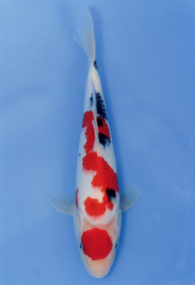 MARUDO JUMBO TOSAI 10"-12" CERTIFICATE KOI #28