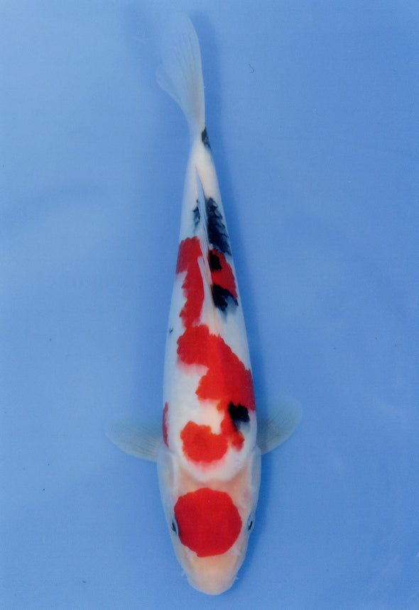 MARUDO JUMBO TOSAI 10"-12" CERTIFICATE KOI #28