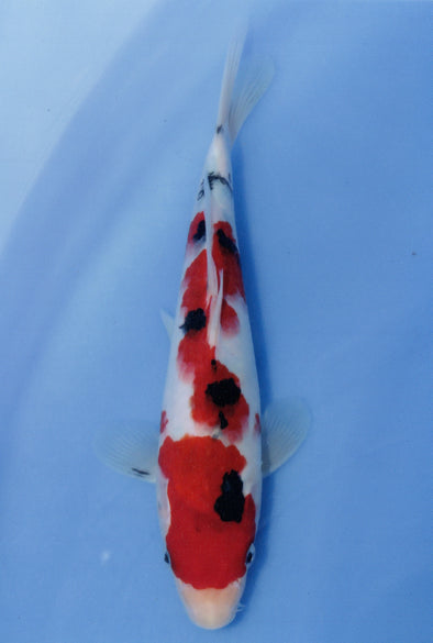 MARUDO JUMBO TOSAI 10"-12" CERTIFICATE KOI #29