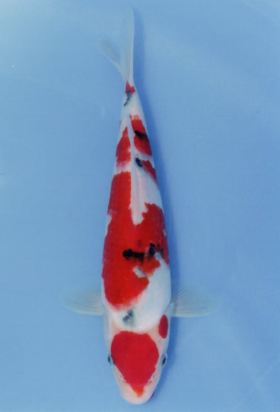 MARUDO JUMBO TOSAI 10"-12" CERTIFICATE KOI #30
