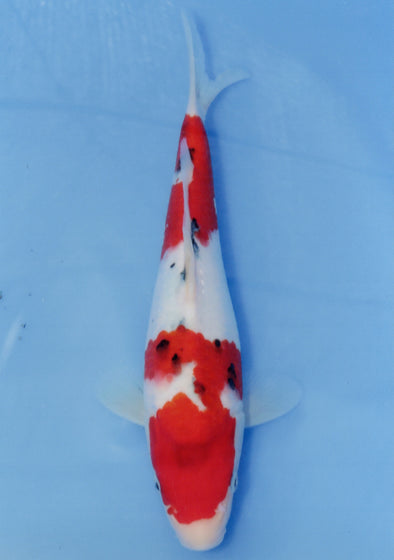 MARUDO JUMBO TOSAI 10"-12" CERTIFICATE KOI #17