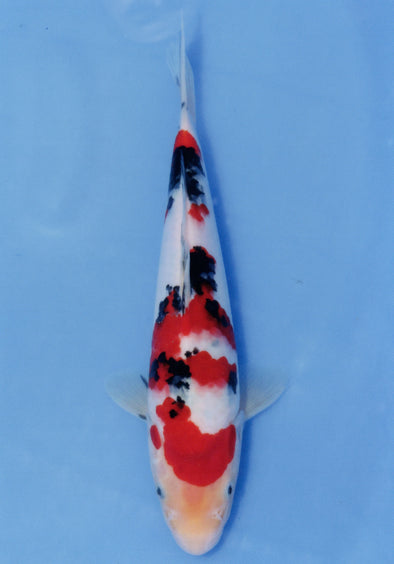 MARUDO JUMBO TOSAI 10"-12" CERTIFICATE KOI #18