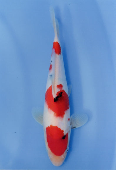 MARUDO JUMBO TOSAI 12"-14" CERTIFICATE KOI #19