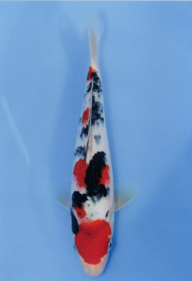 MARUDO JUMBO TOSAI 10"-12" CERTIFICATE KOI #20