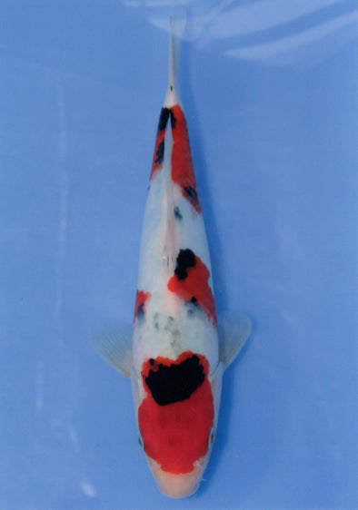 MARUDO JUMBO TOSAI 12"-14" CERTIFICATE KOI #21