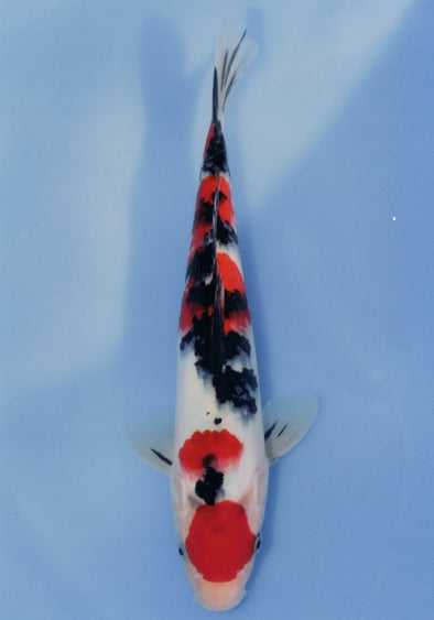 MARUDO JUMBO TOSAI 10"-12" CERTIFICATE KOI #22