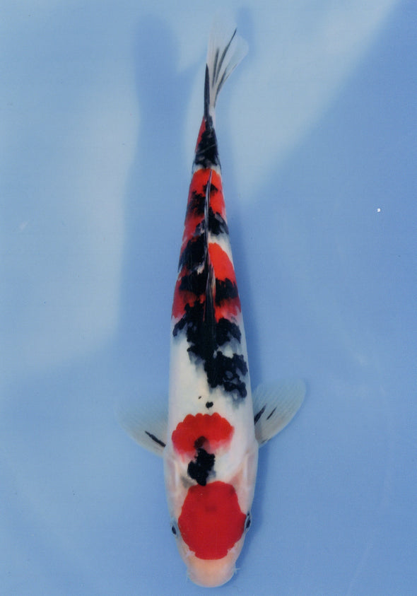 MARUDO JUMBO TOSAI 10"-12" CERTIFICATE KOI #22