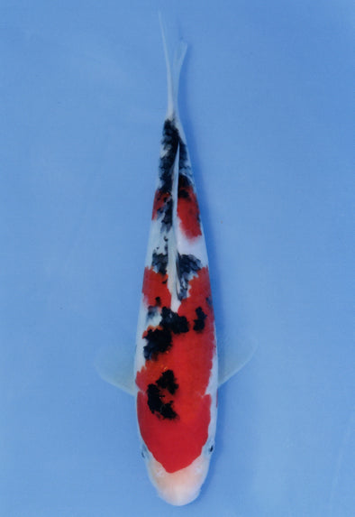 MARUDO JUMBO TOSAI 10"-12" CERTIFICATE KOI #23