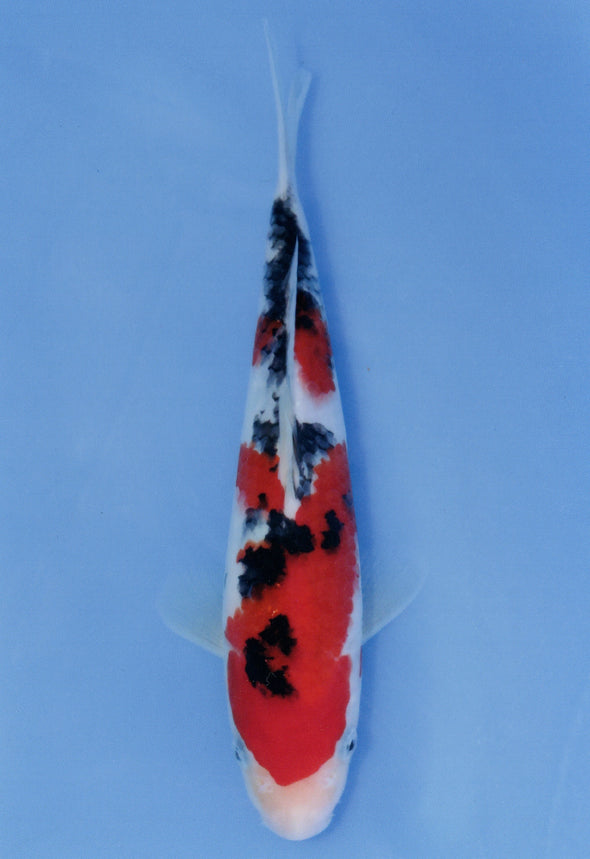 MARUDO JUMBO TOSAI 10"-12" CERTIFICATE KOI #23