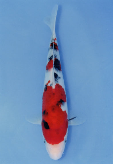 MARUDO JUMBO TOSAI 10"-12" CERTIFICATE KOI #31