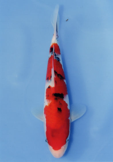 MARUDO JUMBO TOSAI 12"-14" CERTIFICATE KOI #32