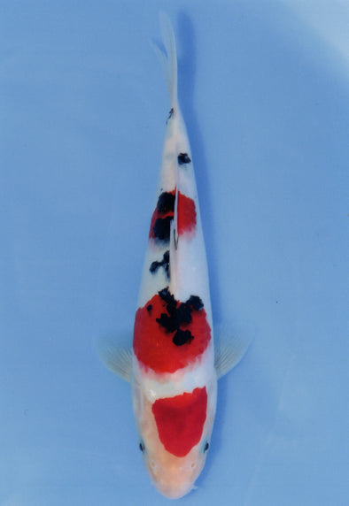 MARUDO JUMBO TOSAI 12"-14" CERTIFICATE KOI #33
