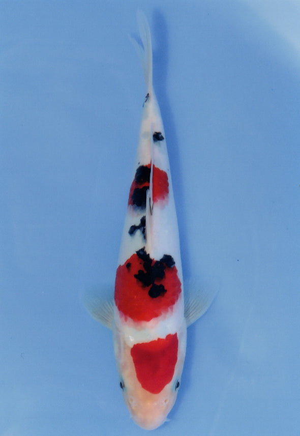 MARUDO JUMBO TOSAI 12"-14" CERTIFICATE KOI #33