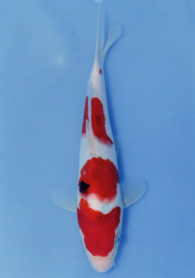 MARUDO JUMBO TOSAI 12"-14" CERTIFICATE KOI #34