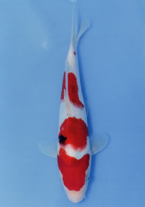 MARUDO JUMBO TOSAI 12"-14" CERTIFICATE KOI #34