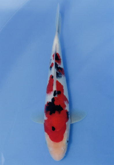MARUDO JUMBO TOSAI 12"-14" CERTIFICATE KOI #35
