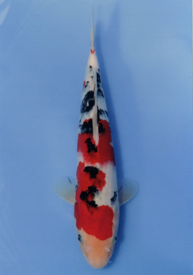 MARUDO JUMBO TOSAI 12"-14" CERTIFICATE KOI #36