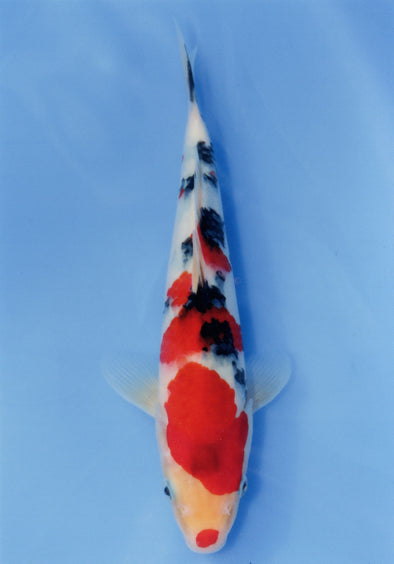 MARUDO JUMBO TOSAI 12"-14" CERTIFICATE KOI #37