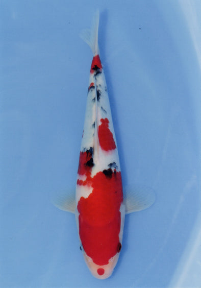 MARUDO JUMBO TOSAI 10"-12" CERTIFICATE KOI #38