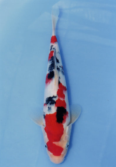 MARUDO JUMBO TOSAI 10"-13" CERTIFICATE KOI #39