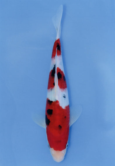 MARUDO JUMBO TOSAI 10"-13" CERTIFICATE KOI #40