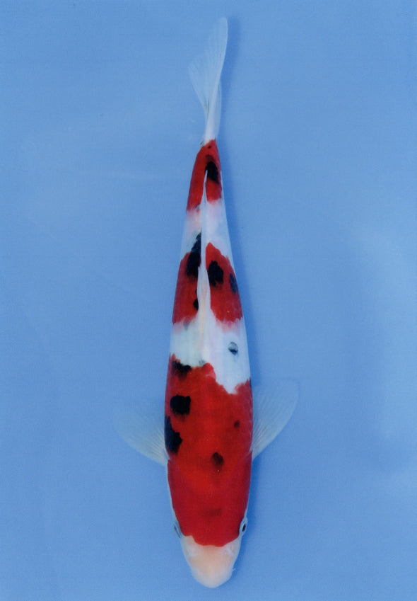 MARUDO JUMBO TOSAI 10"-13" CERTIFICATE KOI #40