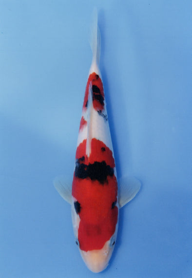 MARUDO JUMBO TOSAI 10"-13" CERTIFICATE KOI #41