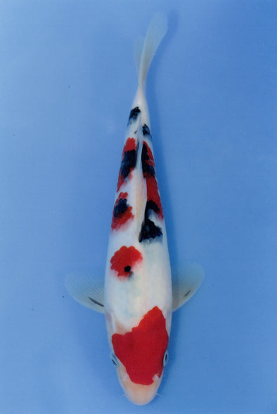 MARUDO JUMBO TOSAI 10"-13" CERTIFICATE KOI #42