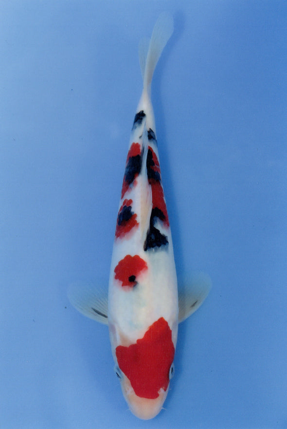 MARUDO JUMBO TOSAI 10"-13" CERTIFICATE KOI #42