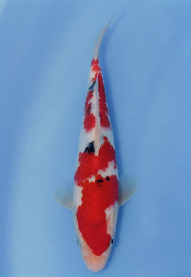 MARUDO JUMBO TOSAI 10"-13" CERTIFICATE KOI #43