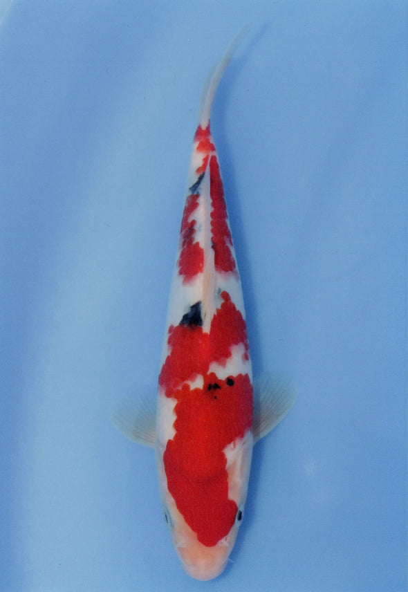 MARUDO JUMBO TOSAI 10"-13" CERTIFICATE KOI #43