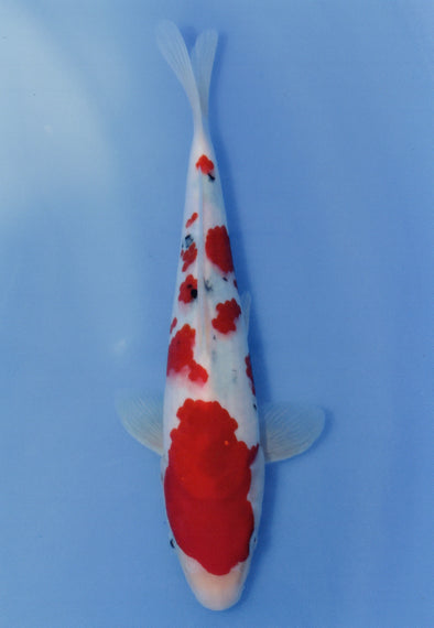 MARUDO JUMBO TOSAI 10"-13" CERTIFICATE KOI #44