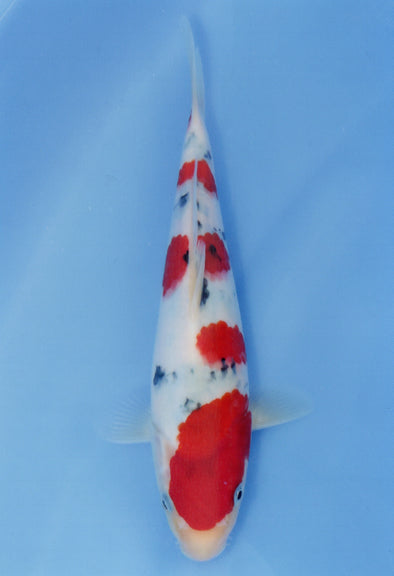 MARUDO JUMBO TOSAI 10"-13" CERTIFICATE KOI #50