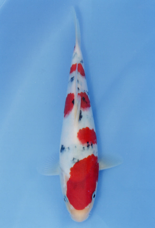 MARUDO JUMBO TOSAI 10"-13" CERTIFICATE KOI #50