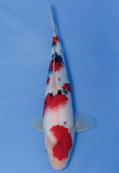 MARUDO JUMBO TOSAI 10"-13" CERTIFICATE KOI #45